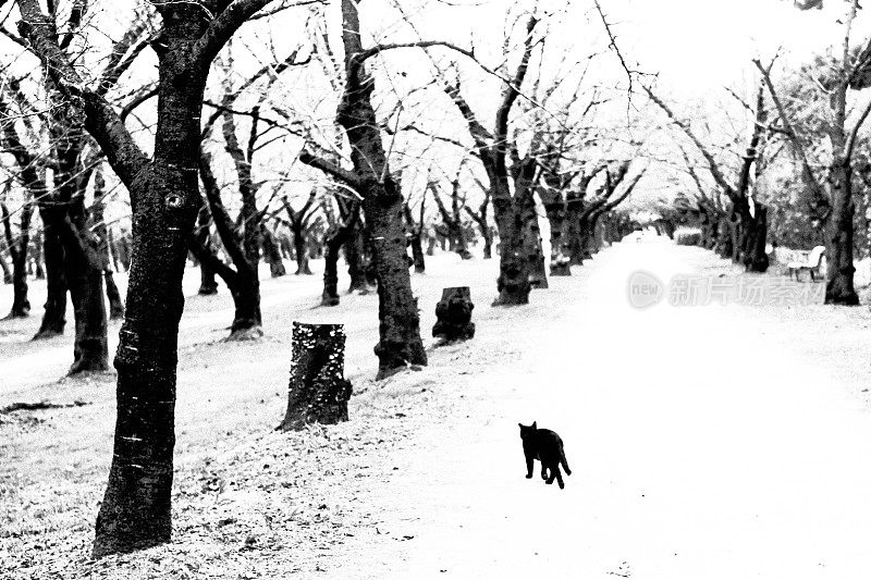 一只黑猫在树林里行走的形象