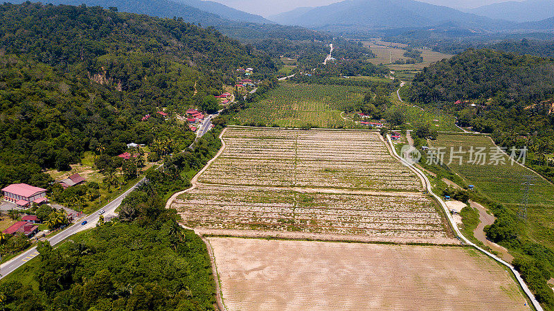 农业在马来西亚。