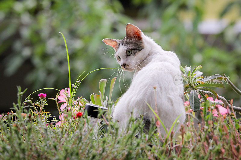 幸福快乐的猫