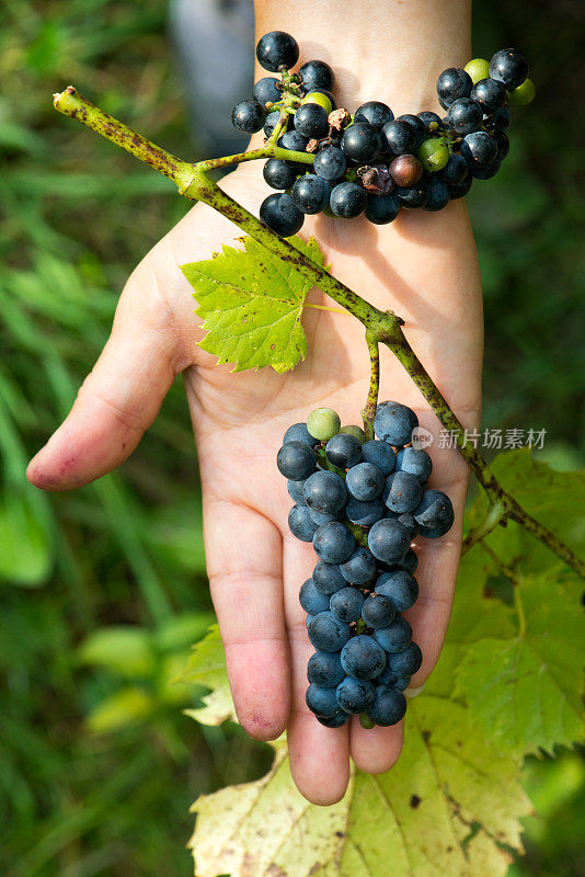 九月下旬，在加拿大安大略省南部的林地里采野葡萄