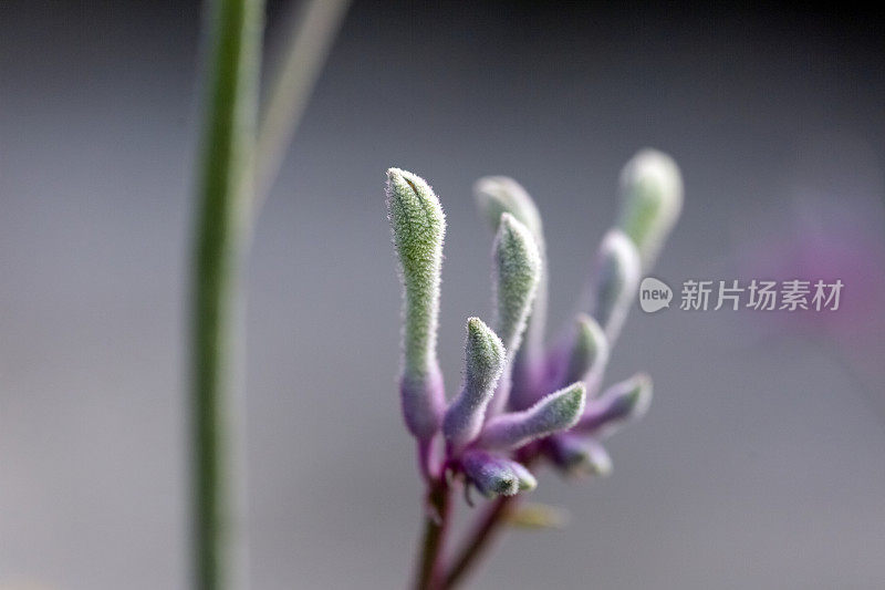 特写紫色袋鼠爪花蕾和花，微距摄影，背景与复制空间