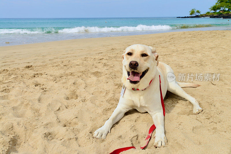 狗狗在夏威夷玩耍