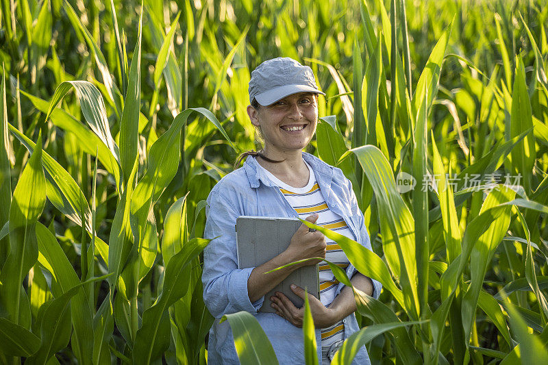 一个农妇在耕地里检查玉米。使用数字平板电脑工作。农业职业。