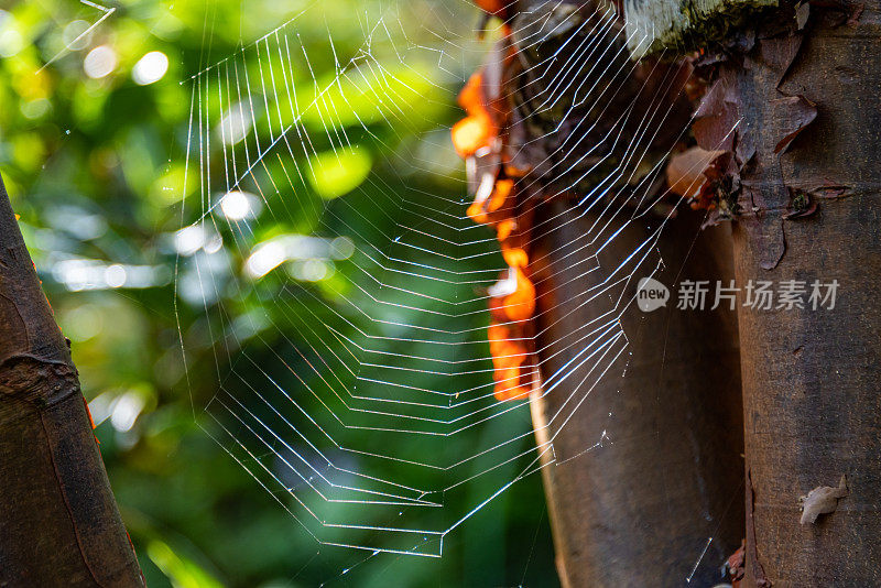 热带森林中树之间的蜘蛛网