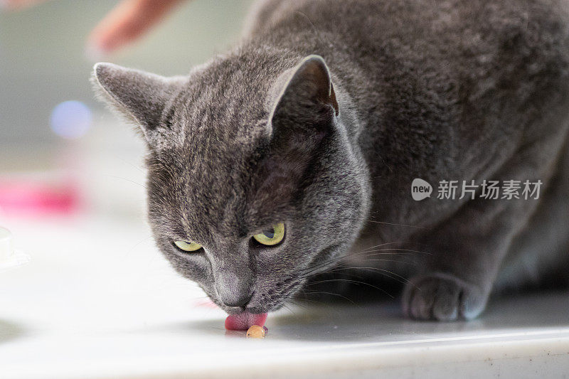 漂亮的灰短毛猫在家里室内吃着一些食物