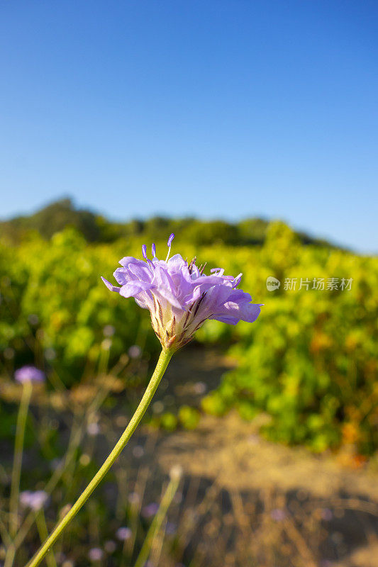 草地和开满鲜花的葡萄园