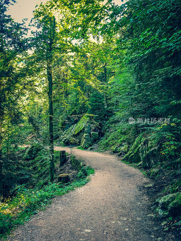 德国黑森林中的一条小路。