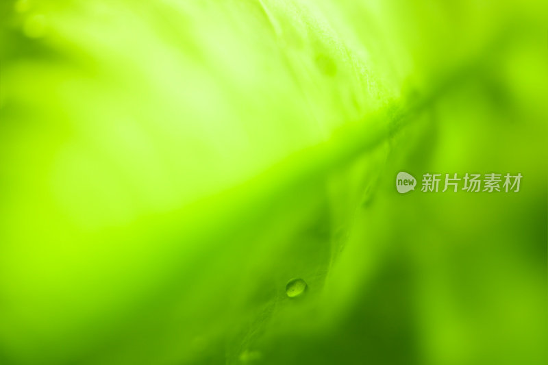 软散焦新鲜的绿色背景与雨滴XXXL
