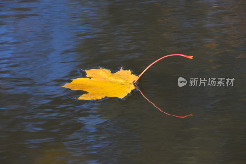 落黄的秋叶浮在湖面上的特写
