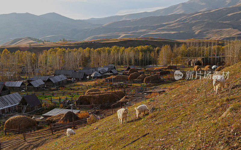 秋天的山羊和村庄-中国新疆