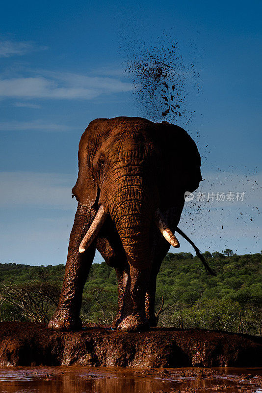 大象向水坑扔泥巴