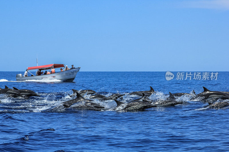 海豚在下加利福尼亚州跳跃