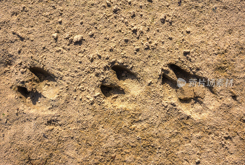 沙地上有野猪的痕迹