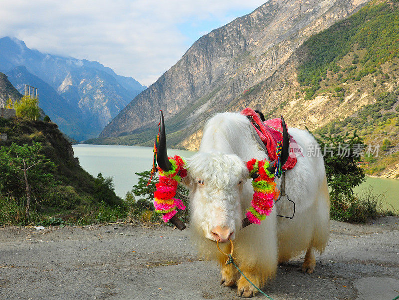 是西藏牦牛