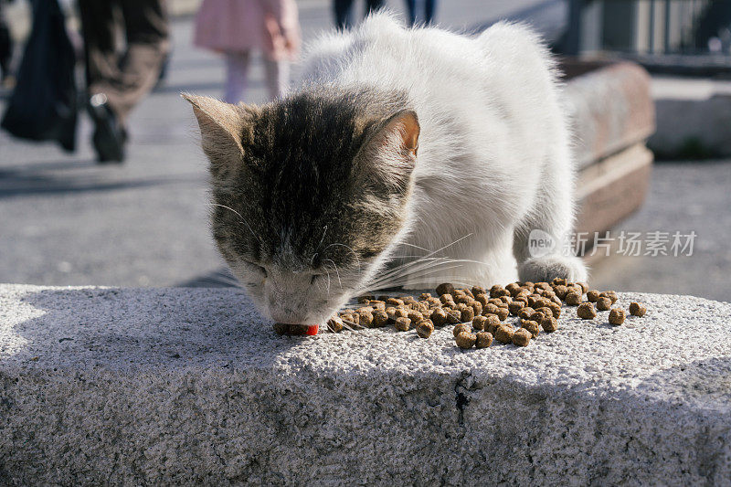 流浪猫吃猫食