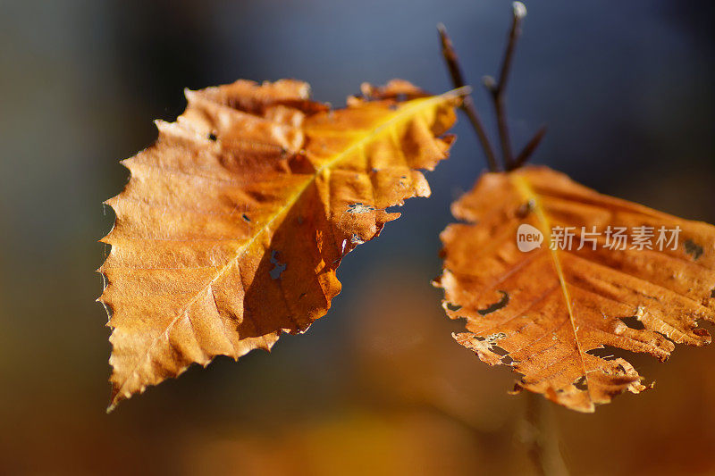细枝末节的褐色秋叶，阳光明媚的日子