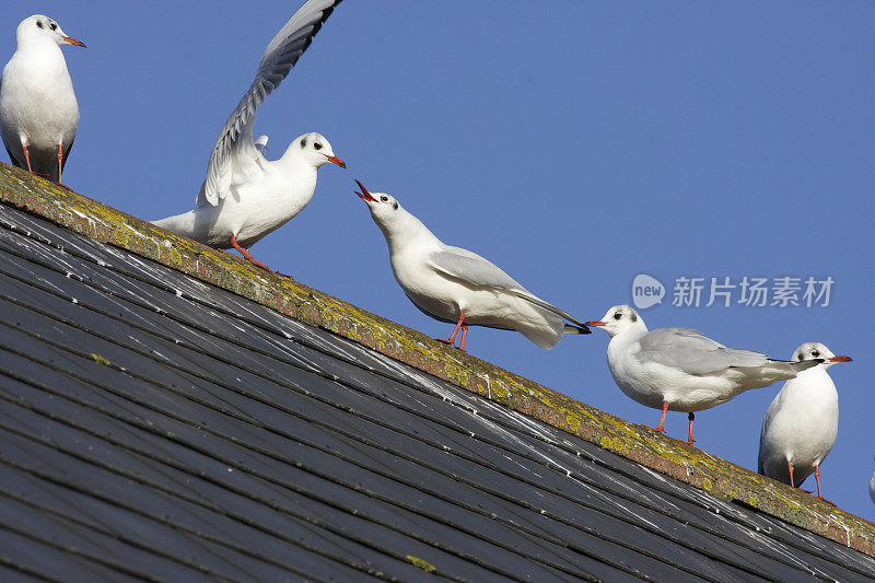 黑头海鸥的攻击行为