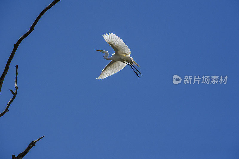 大白鹭在飞行中的埃尔霍恩沼泽靠近筑巢区