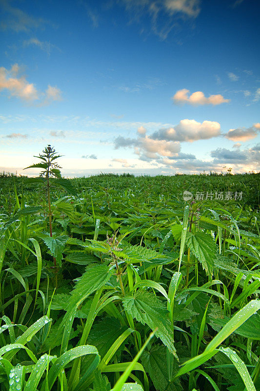 小荨麻景观