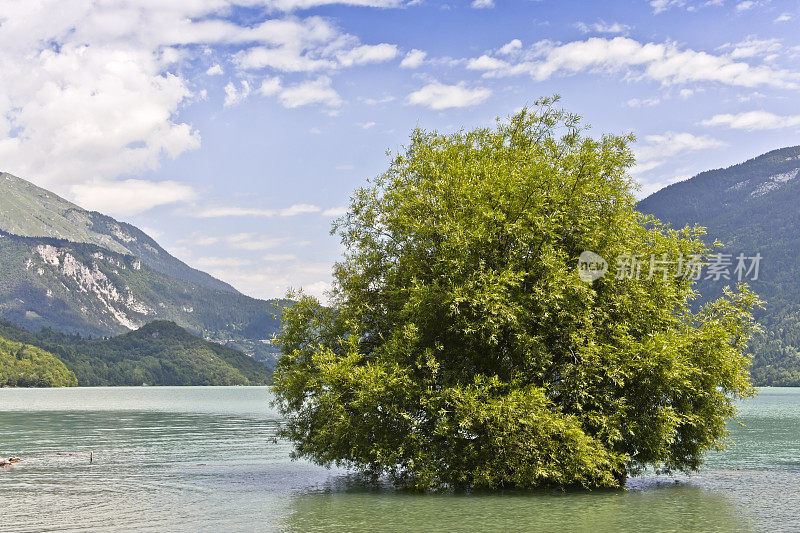 Molveno湖有绿树，夏天有白云石