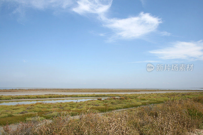 沼泽法语Camargue