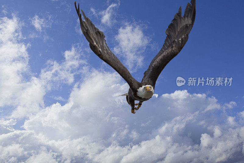 秃鹰在天空中飞翔