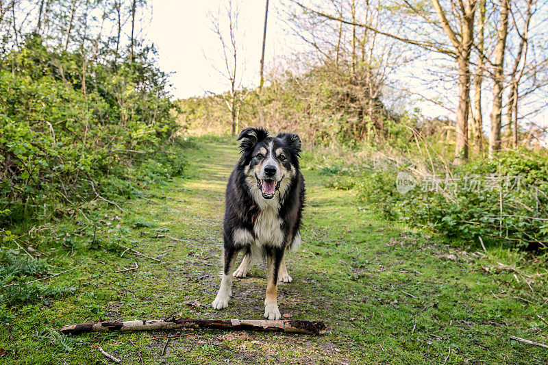 边境牧羊犬拿着一根棍子在长满草的小路上