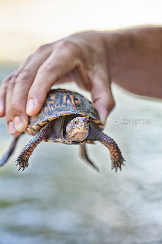 乌龟在手里
