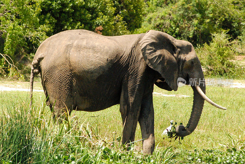 大象在乌干达默奇森瀑布国家公园的艾伯特尼罗河湿地上觅食