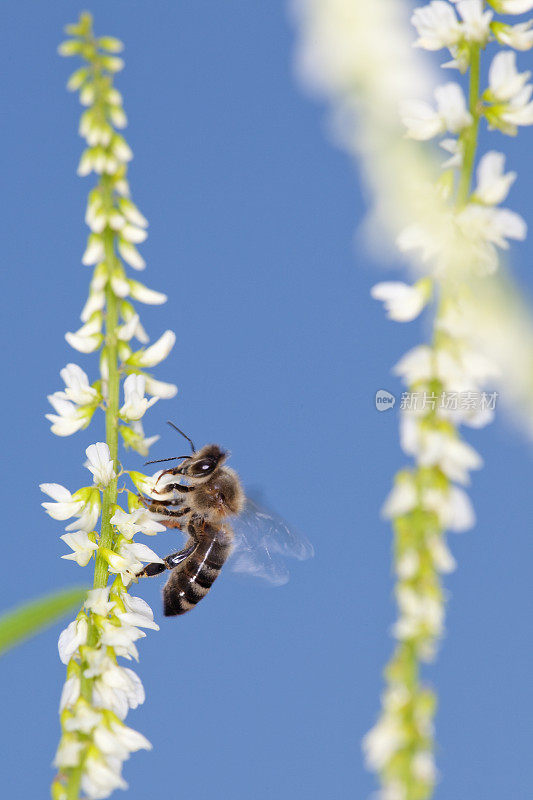 白色黄木犀花上的蜜蜂