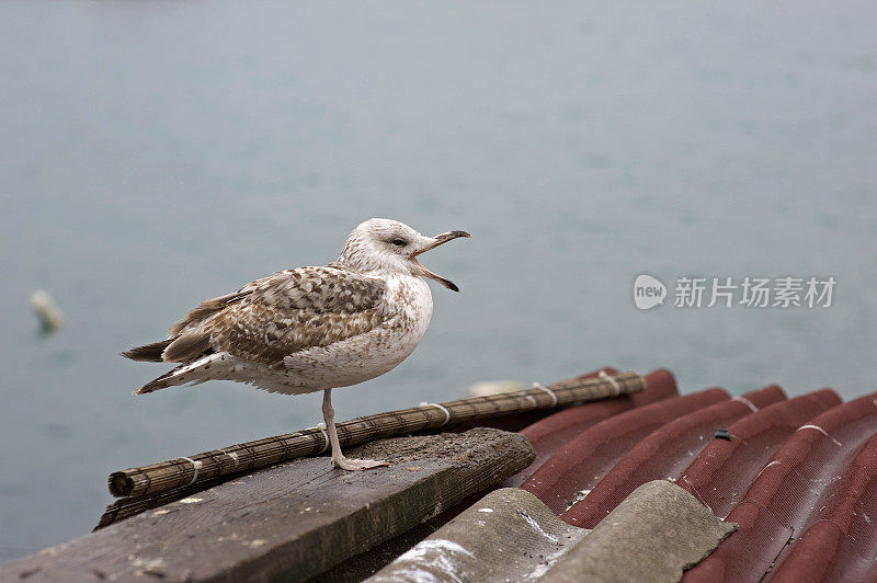 孤单的海鸥