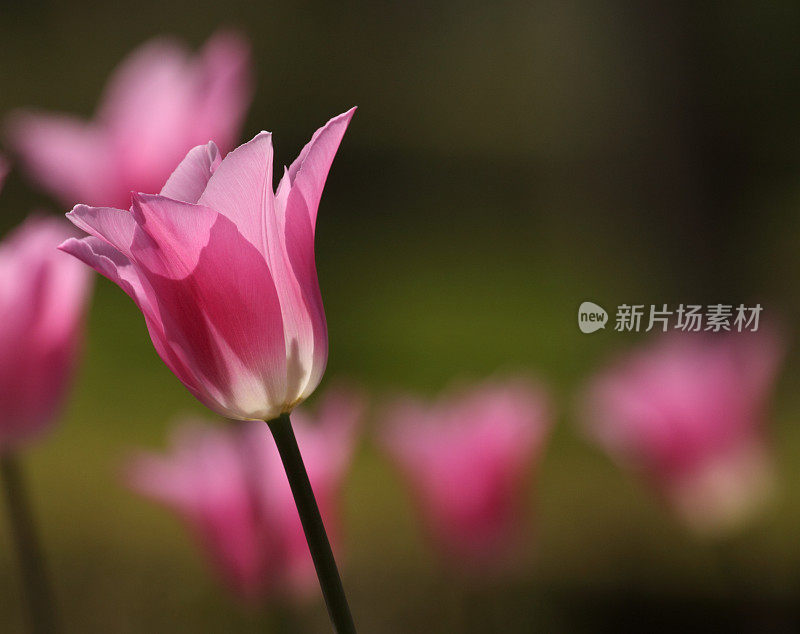 在正式花坛中的花园花