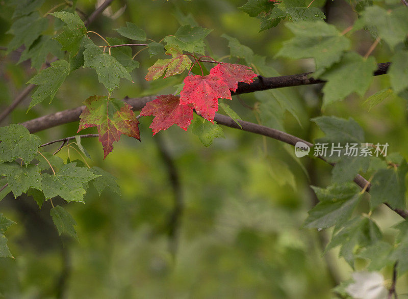 第一片枫叶在秋天变红了