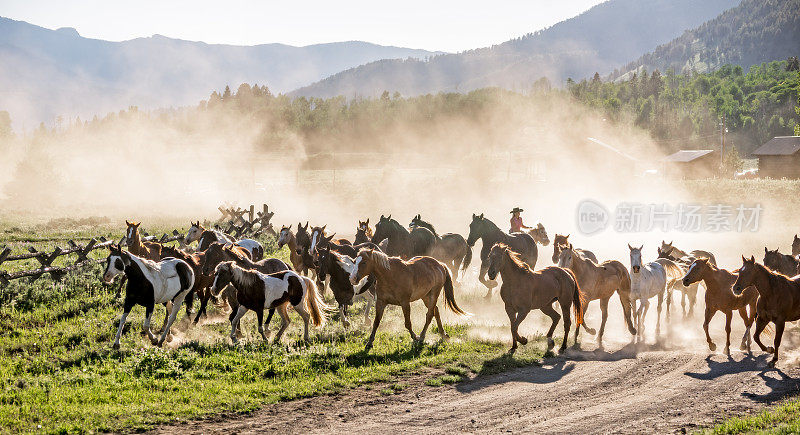 蒙大拿州度假牧场发生马踩踏事件