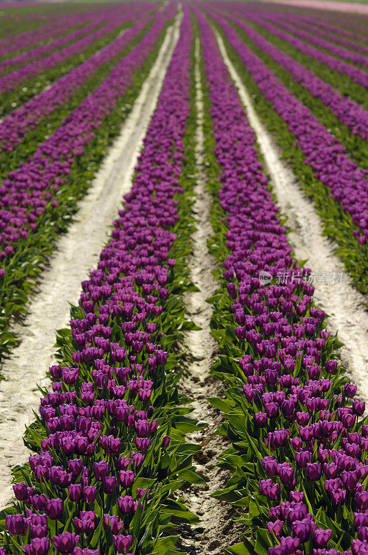 紫色郁金香的田野