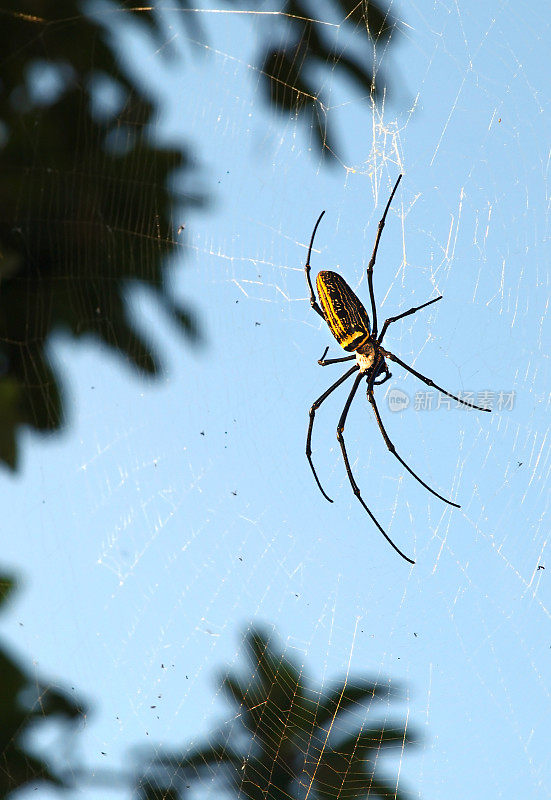 金球蜘蛛(斑蛛)大型雌性