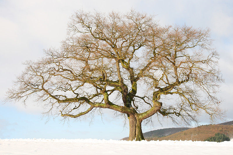 冬天田野上的一棵孤零零的老橡树
