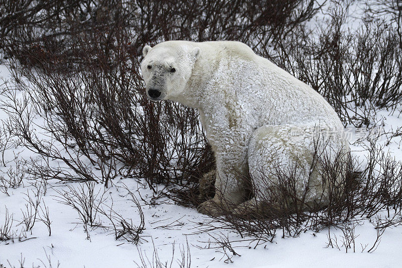 成熟的伤痕累累的北极熊