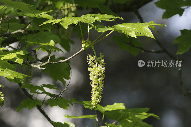 大叶或俄勒冈枫槭的花