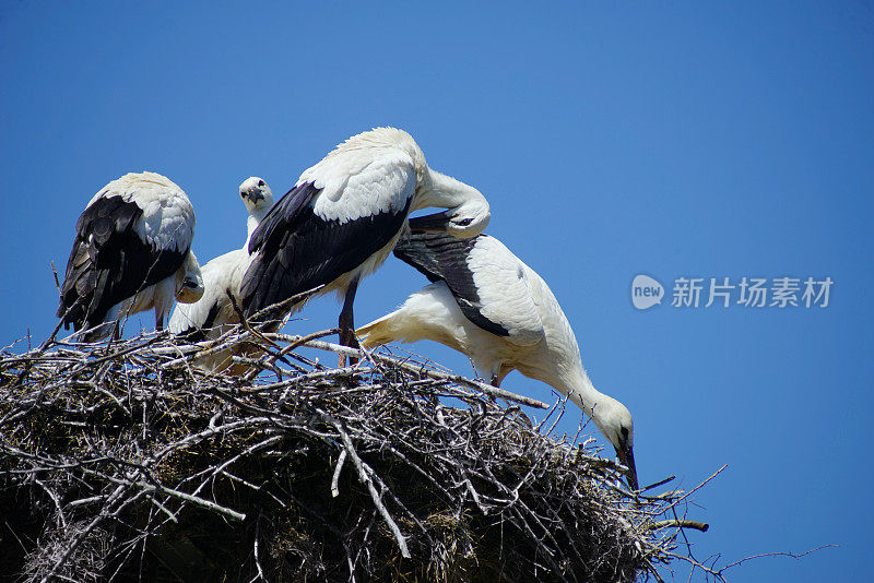 巢中的鹳