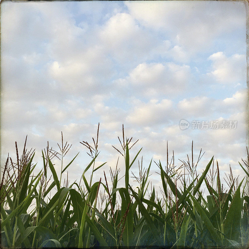 蓝天白云的玉米地