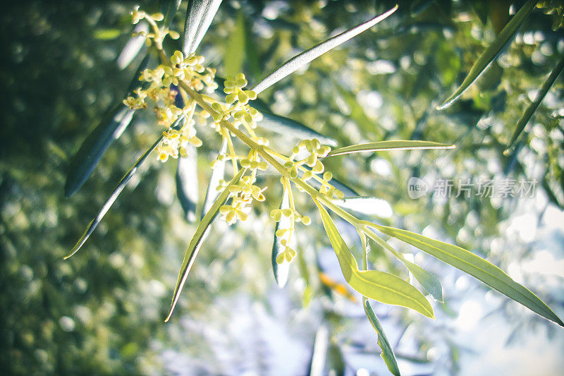 橄榄枝上的花