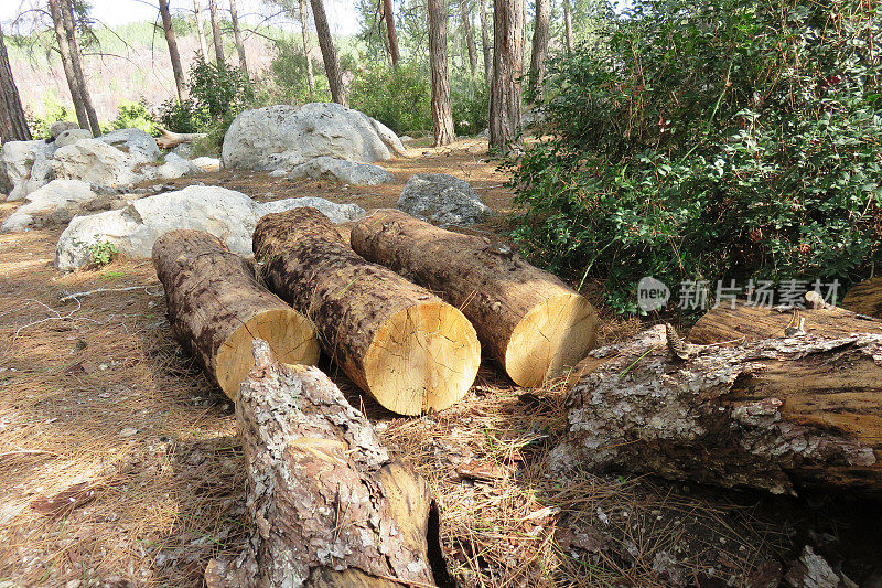 在森林里砍树