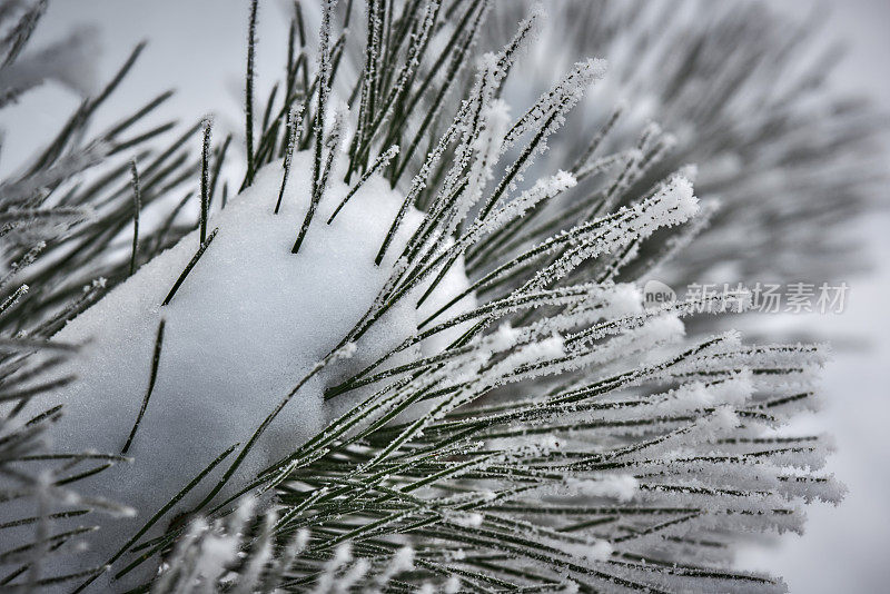 白雪覆盖的松树枝上。