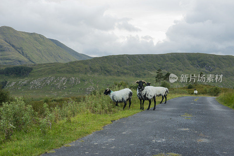 爱尔兰梅奥，德尔福山谷路边的绵羊。