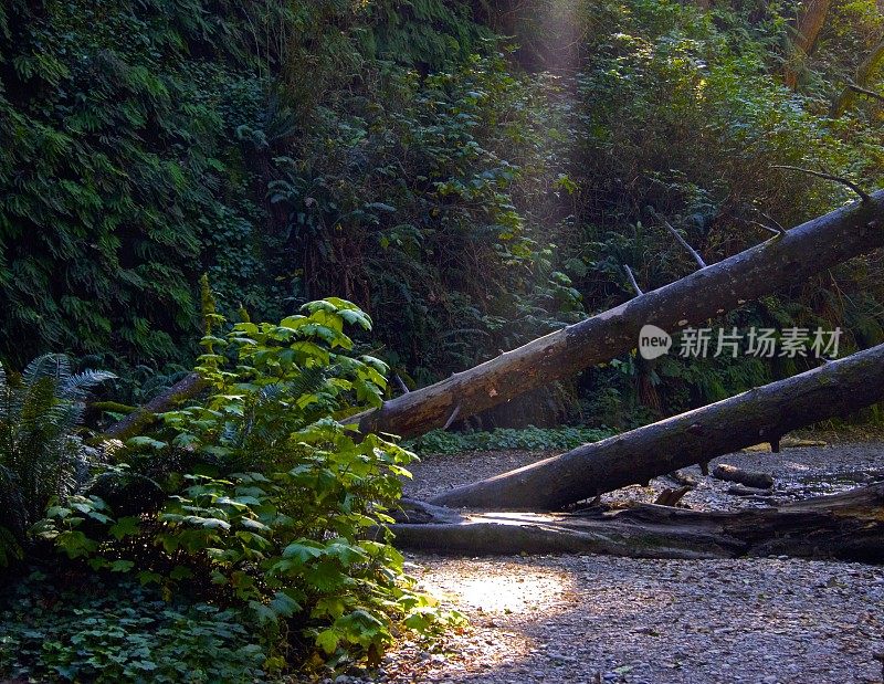 蕨类植物峡谷光