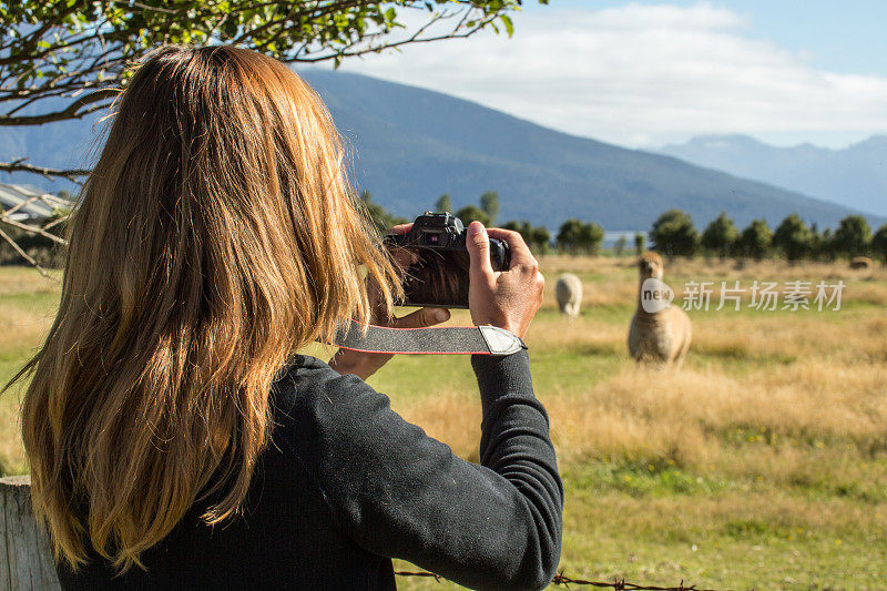 游客在牧场上拍摄美丽的羊驼