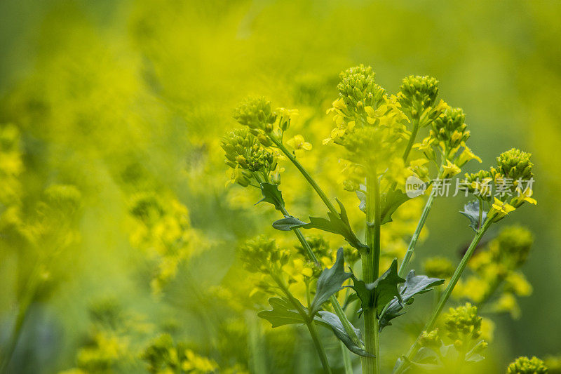 野生芥菜花