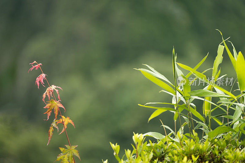 传统的日本园林植物包括枫树、竹子和杜鹃花