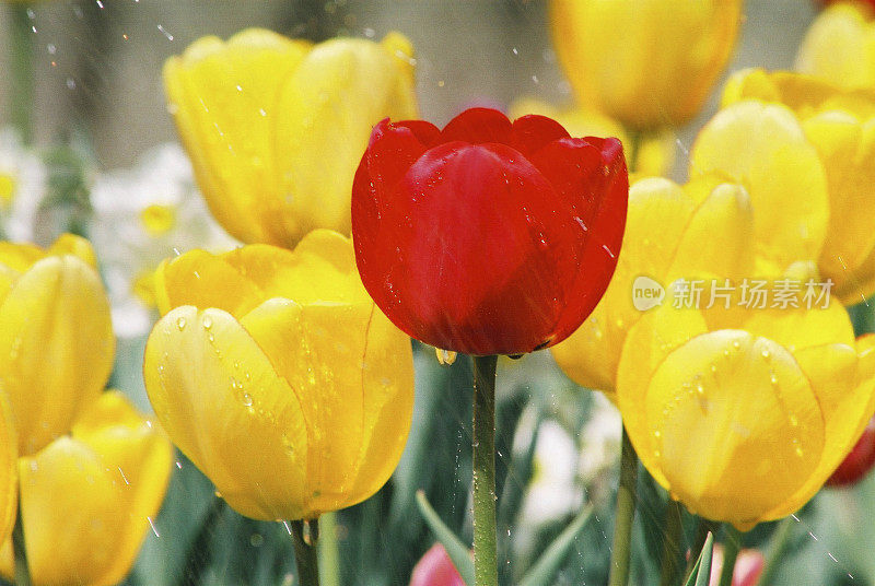 春雨中百花盛开